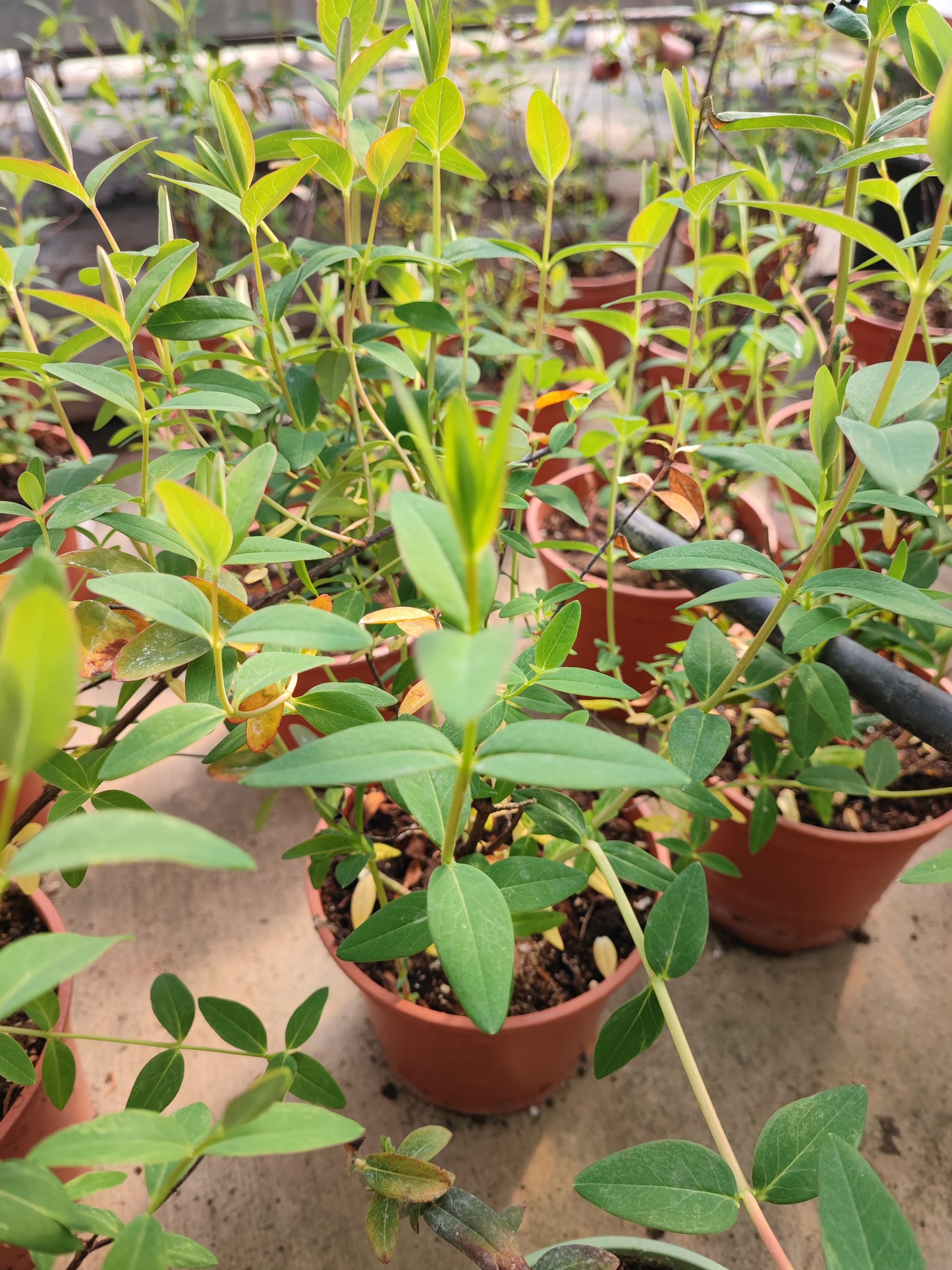 Hypericum