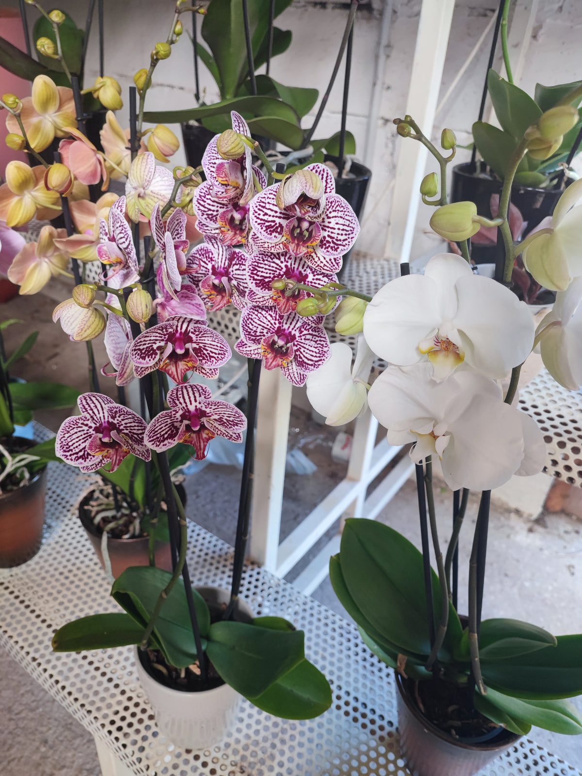 Phalaenopsis 3 steli