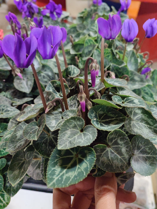 Ciclamino blue dragon