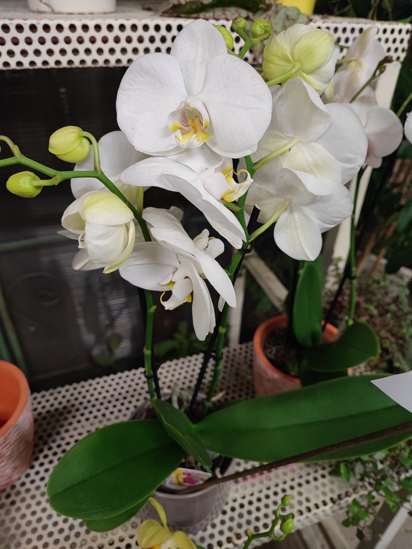 Orchidea phalaenopsis