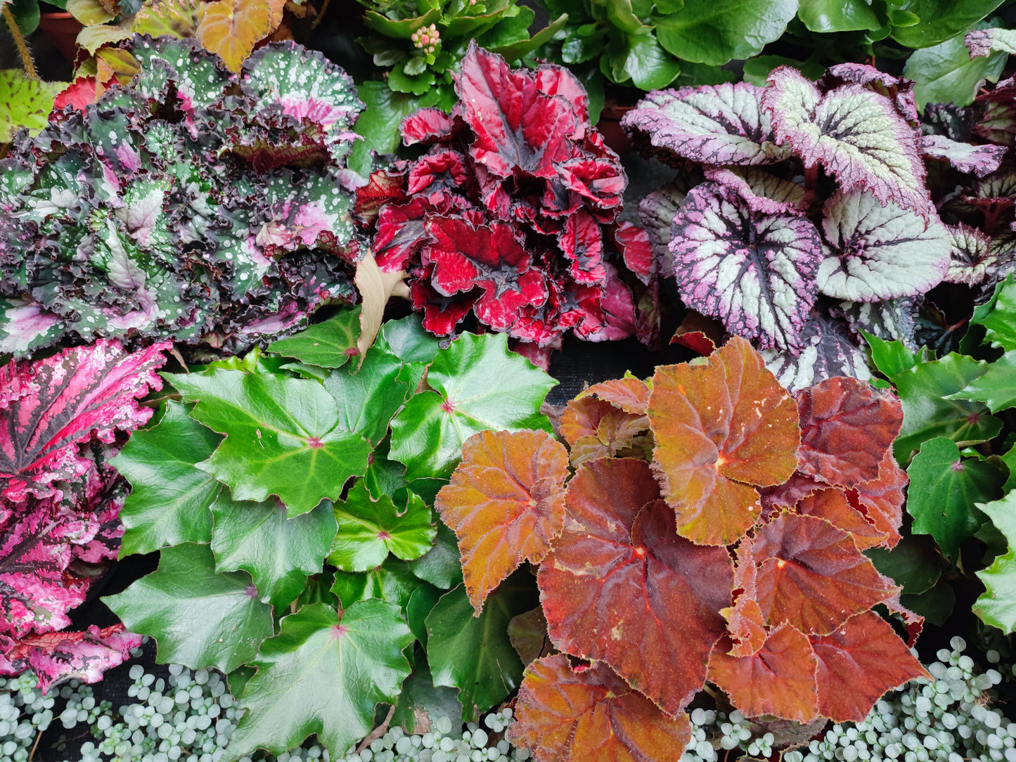 Begonia rex
