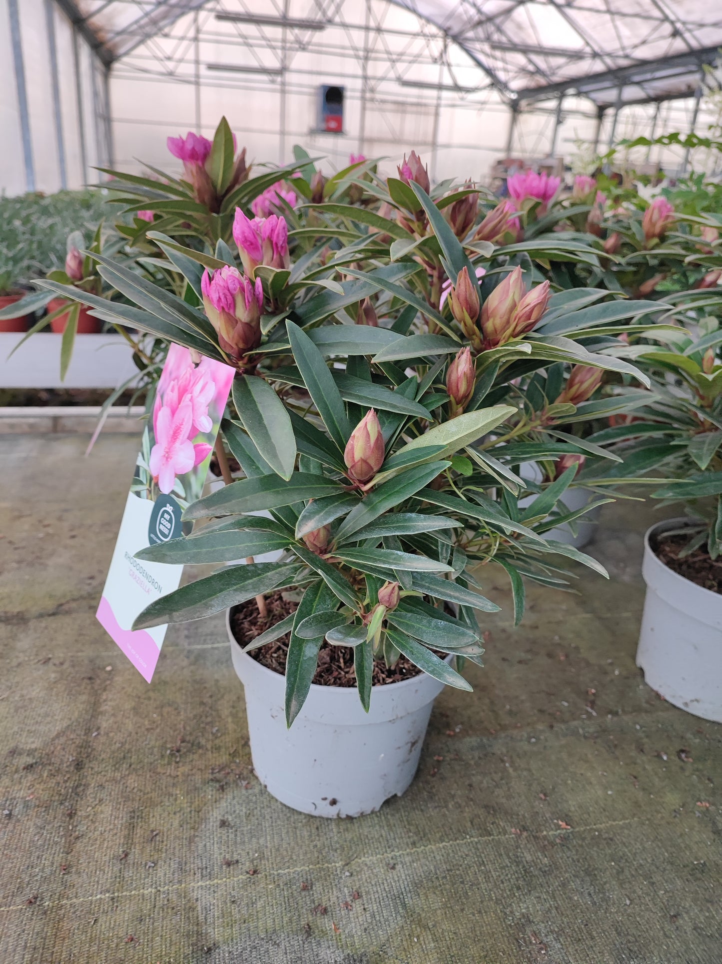 Rododendro graziella