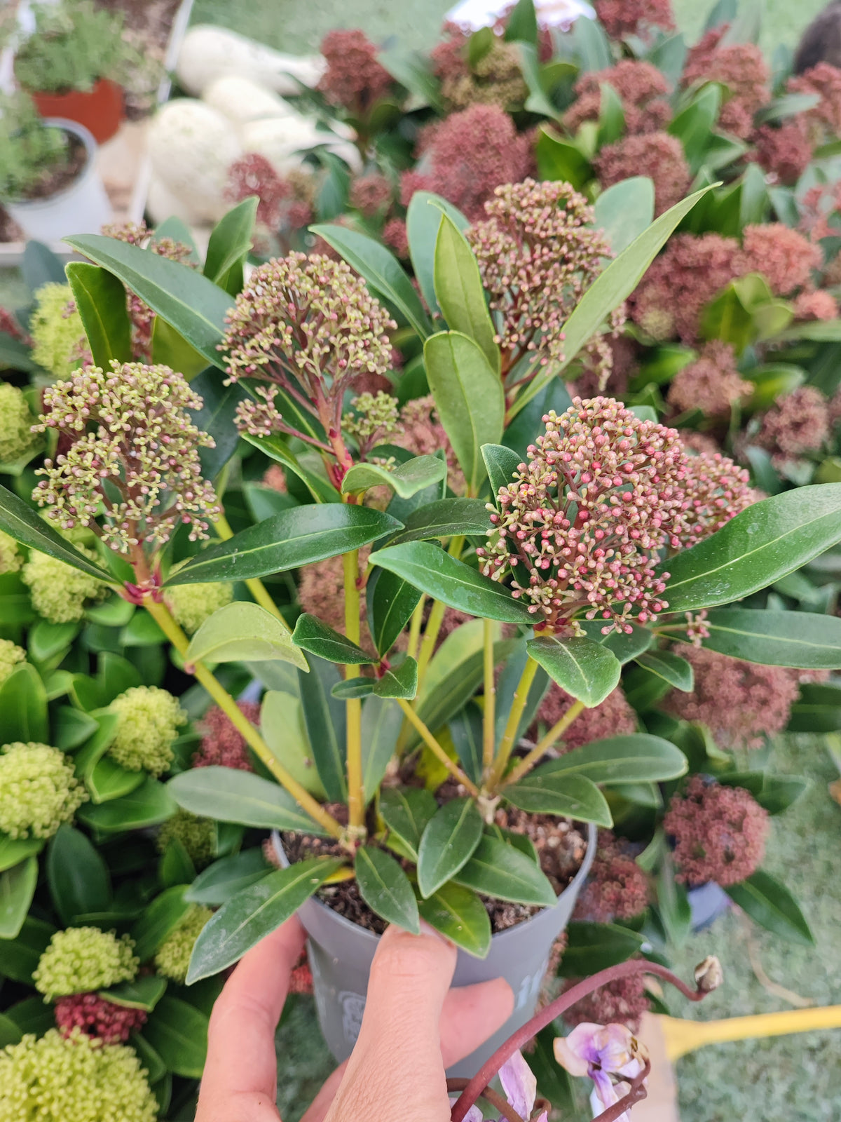 Skimmia japonica rubella