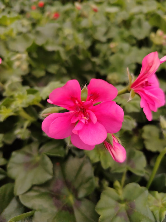 Geranio interspecifico