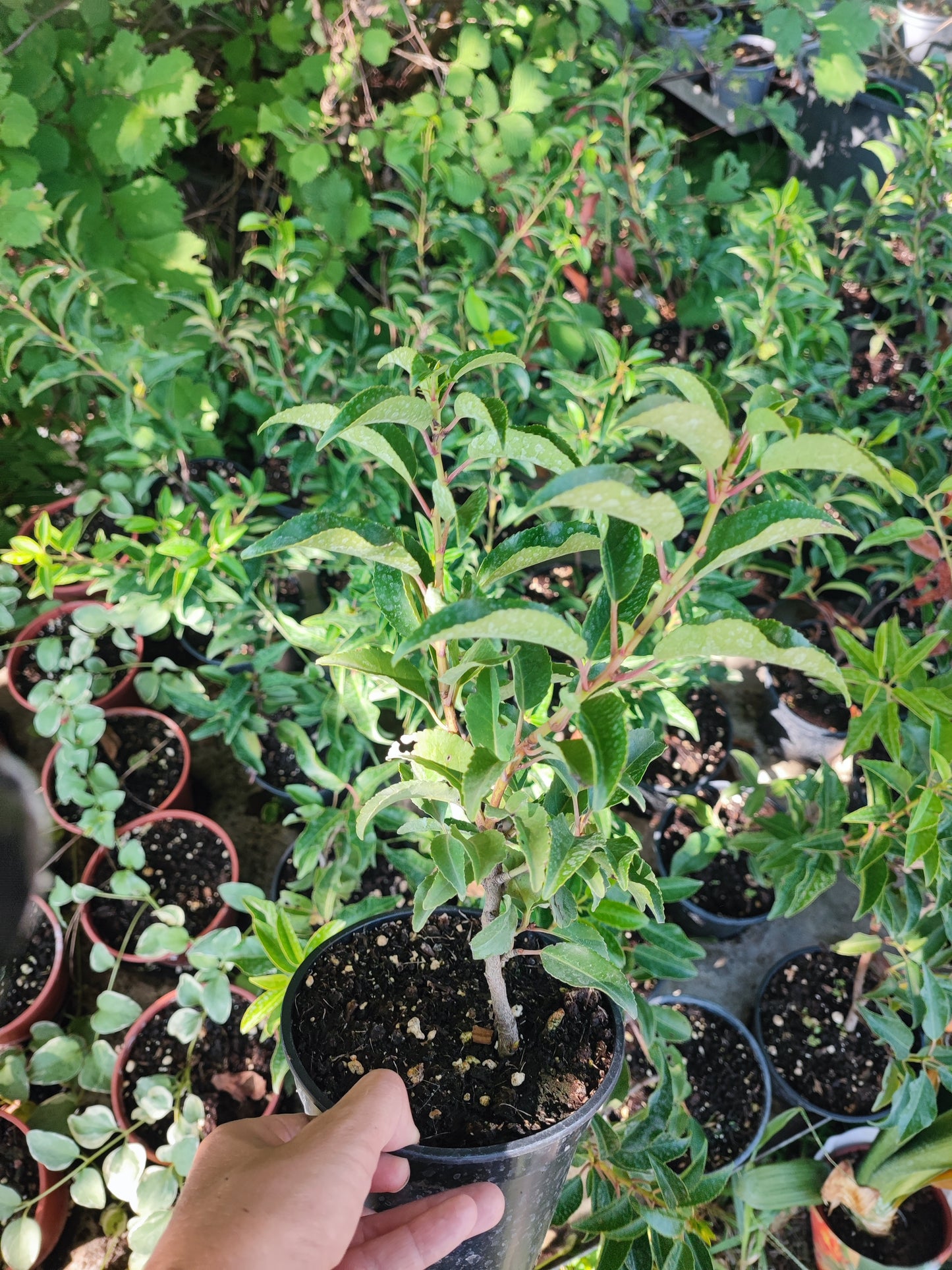 Prunus lusitanica