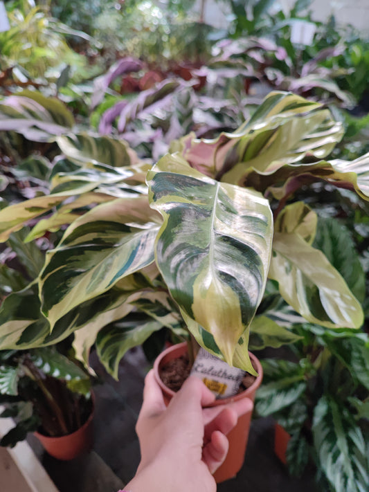 Calathea fusion Yellow