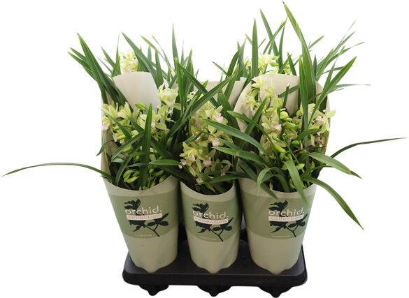 Cymbidium mint source