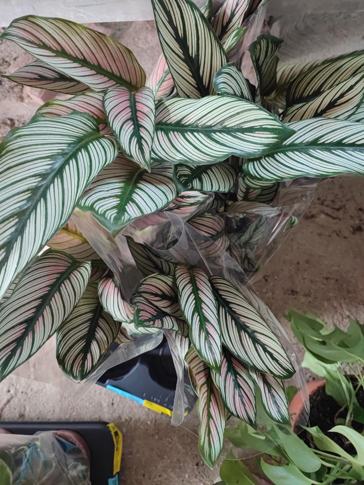 Calathea whitestar