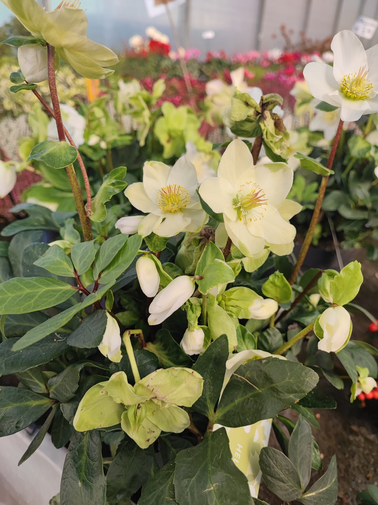 Helleborus Niger (Rosa di Natale)