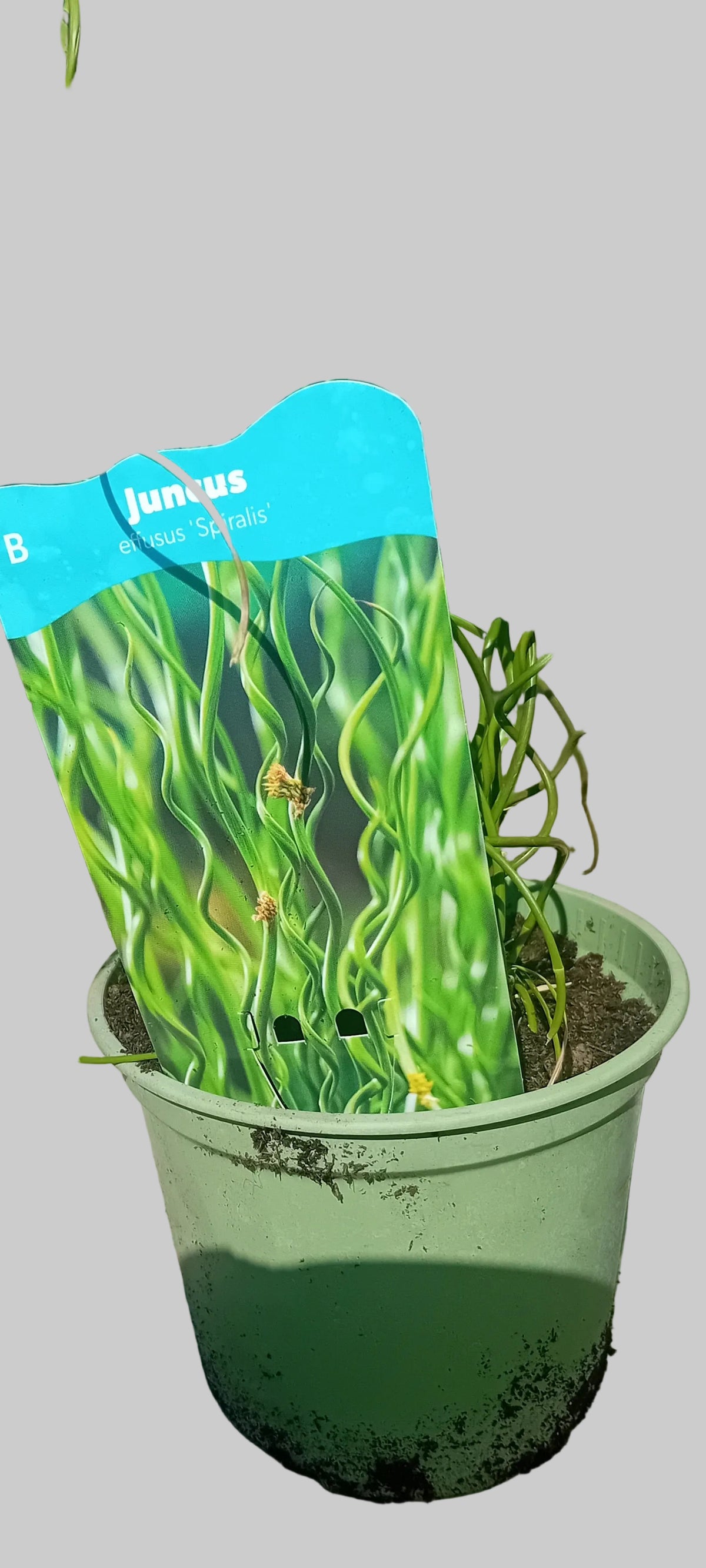 Juncus effusus 'Spiralis'