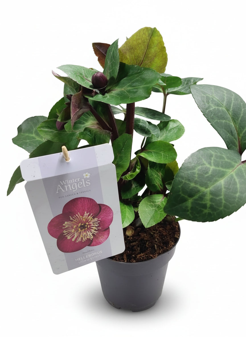 Helleborus 'anna red"