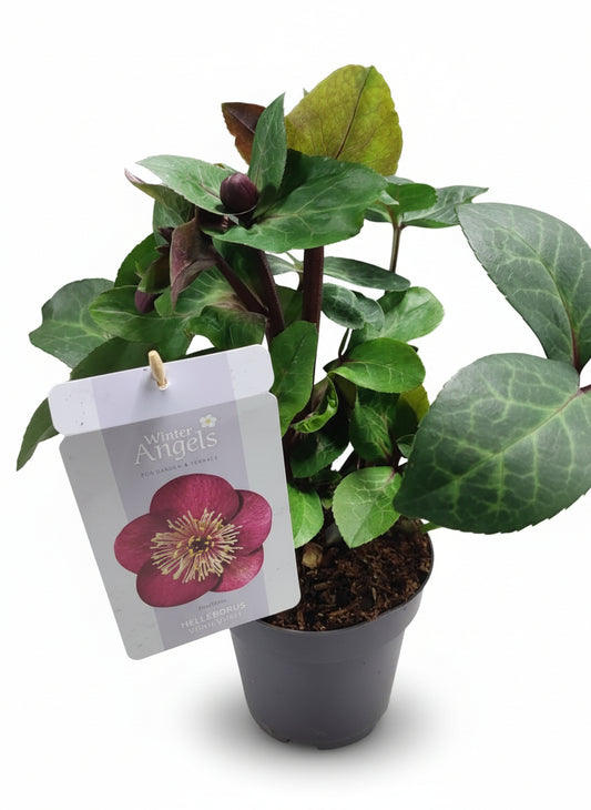 Helleborus 'anna red"