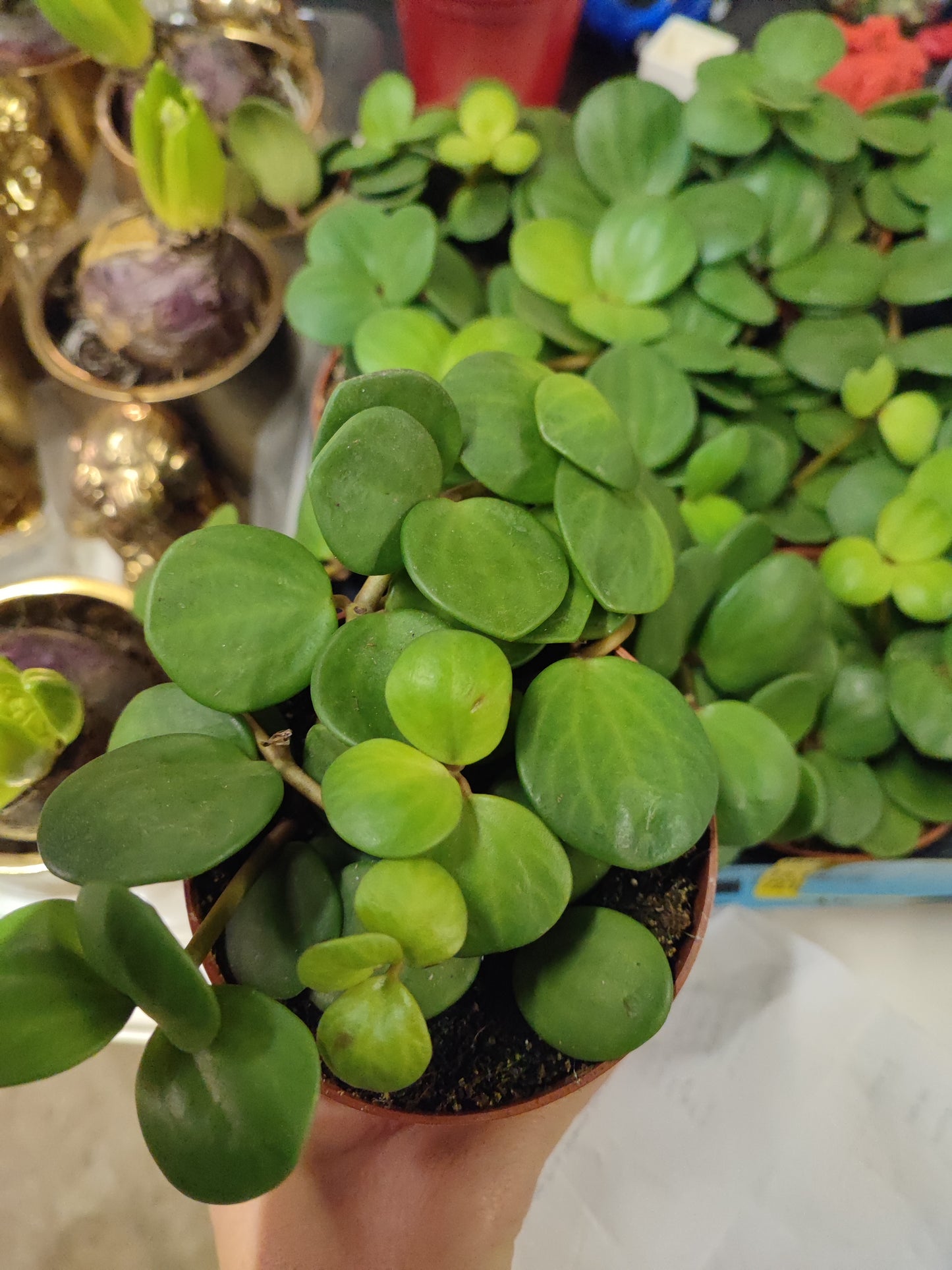 Peperomia hope