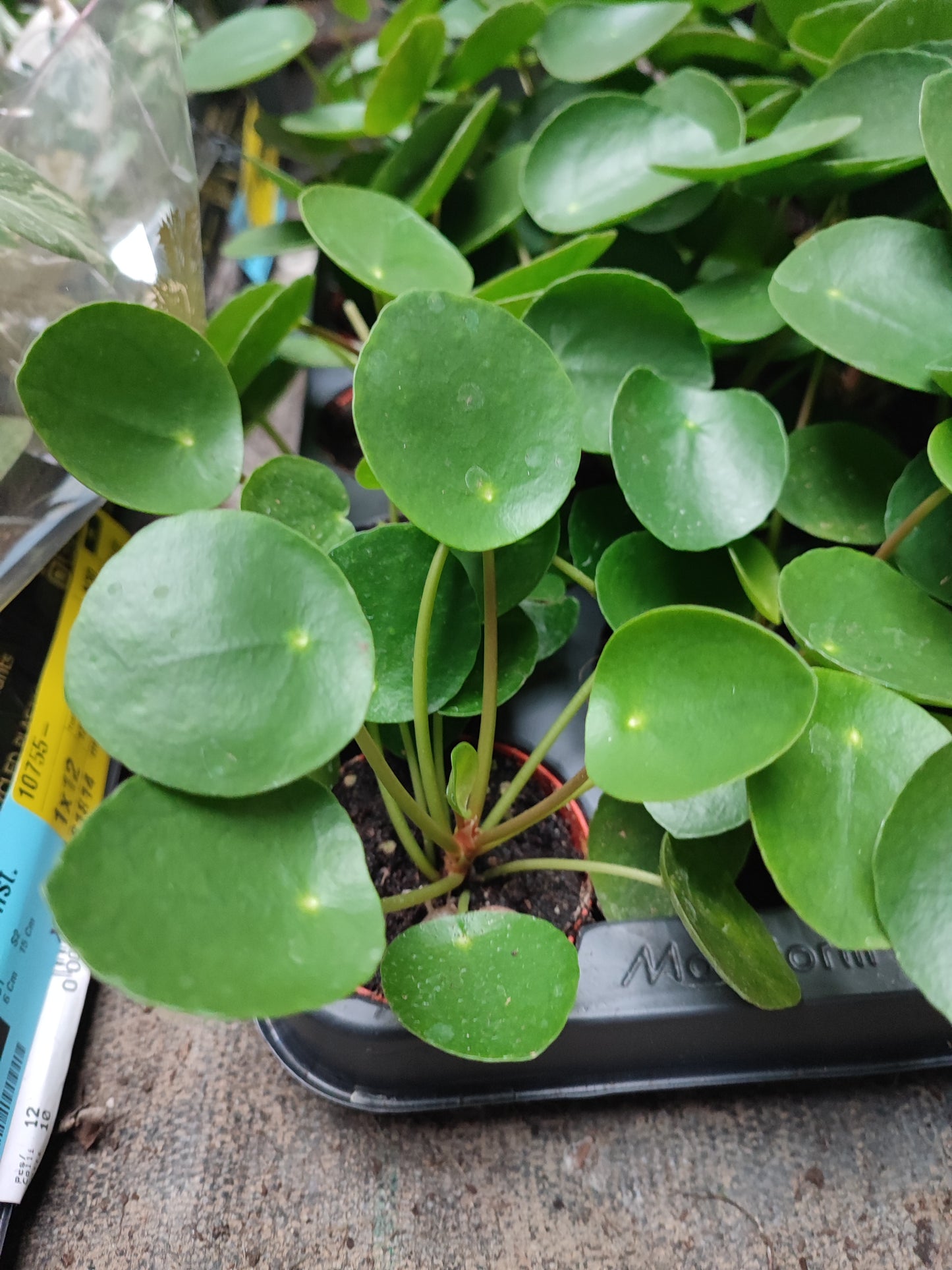Pilea Peperomia - Valmaflor
