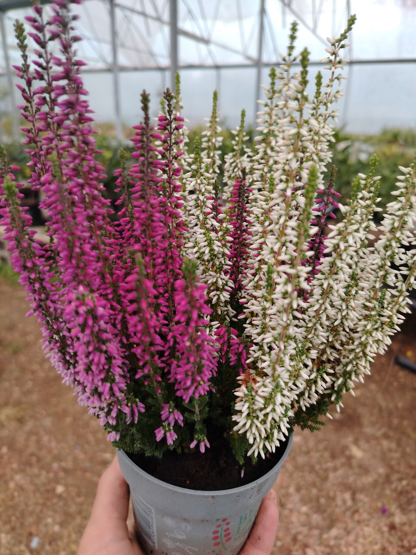 Calluna