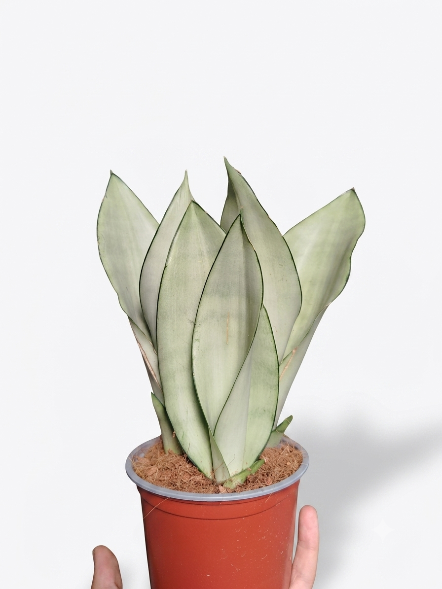 Sansevieria trifasciata 'Moonshine'