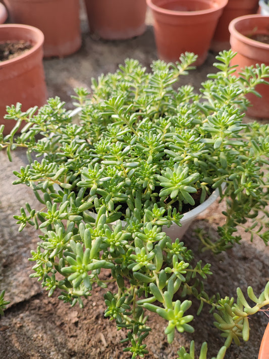 Sedum album