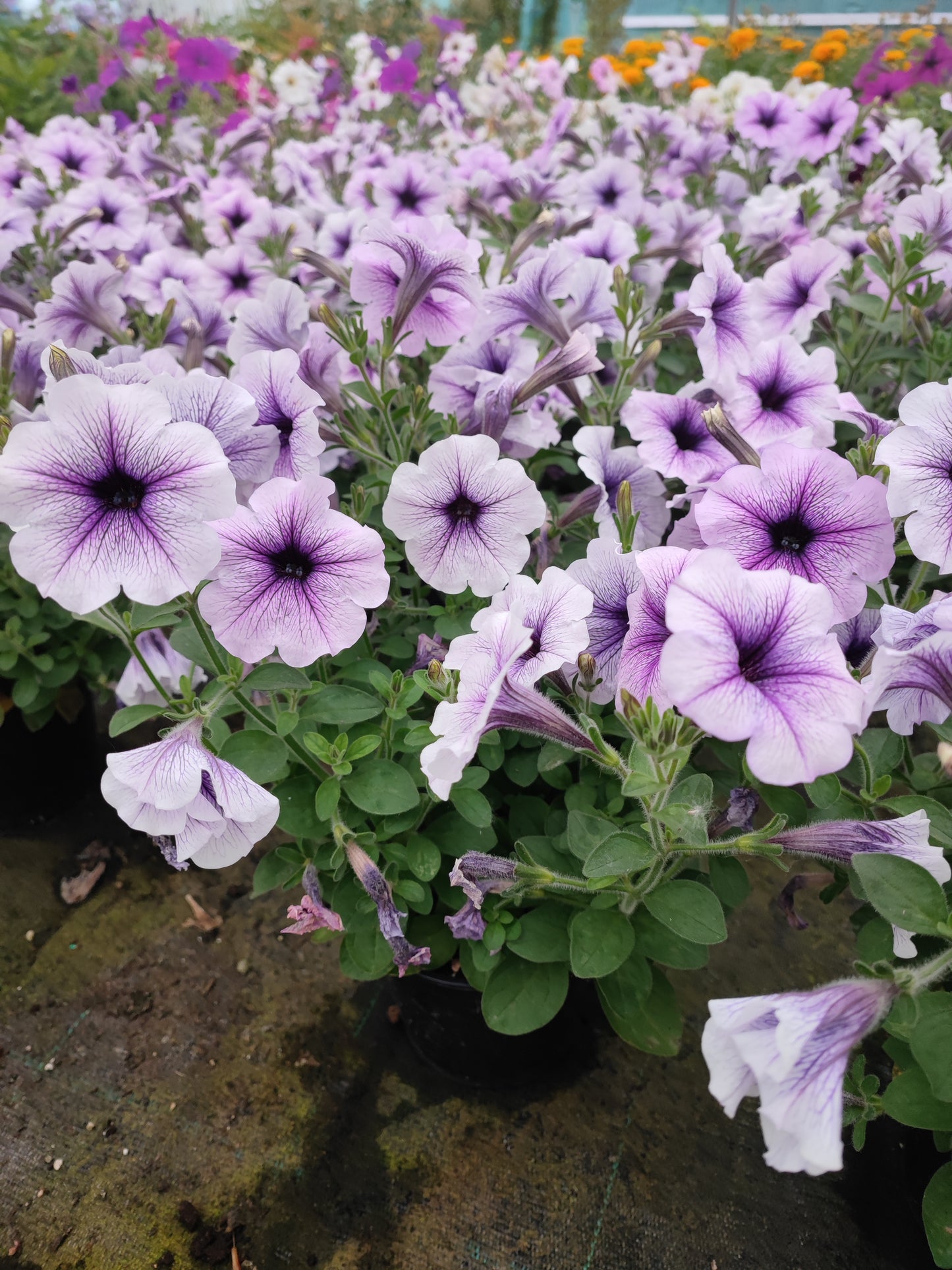 Petunia