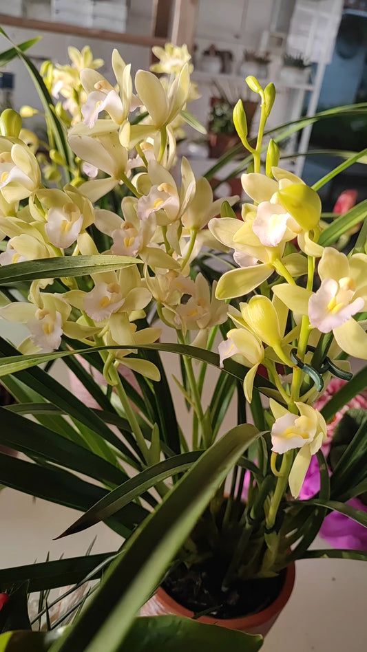 Cymbidium mint source