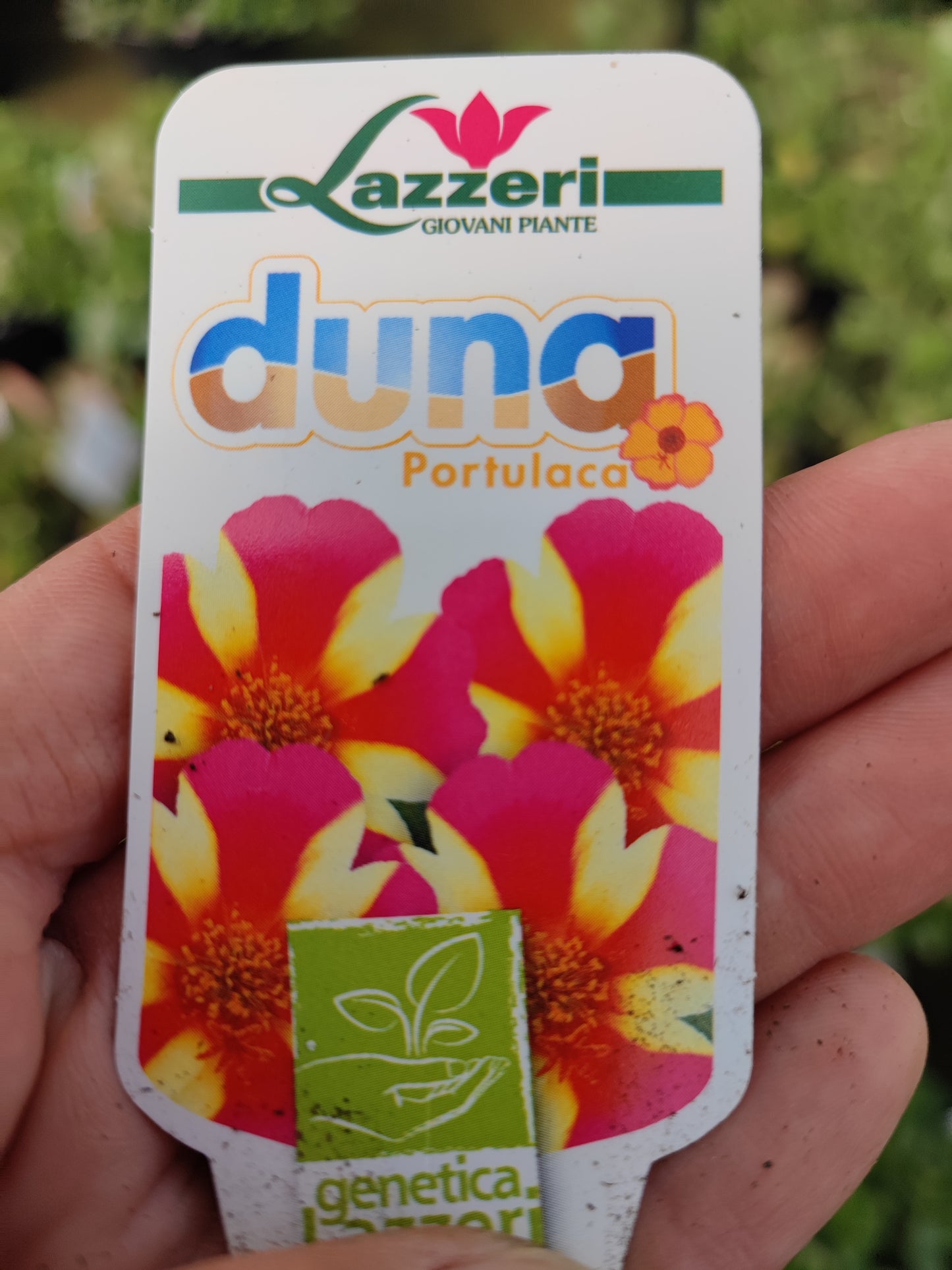 Portulaca