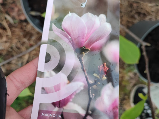 Magnolia