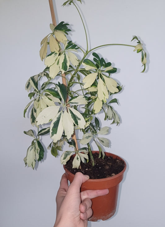 Schefflera