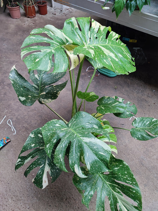 Monstera thai constellation