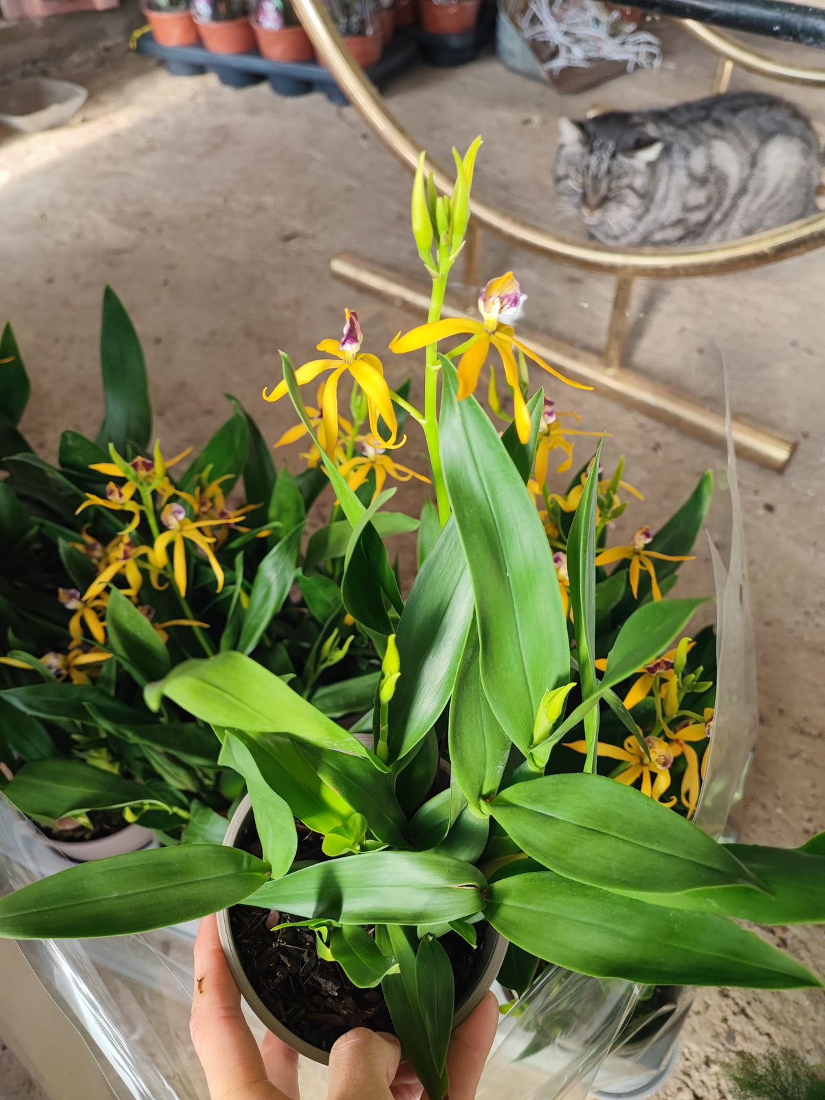 Encyclia autumn glow