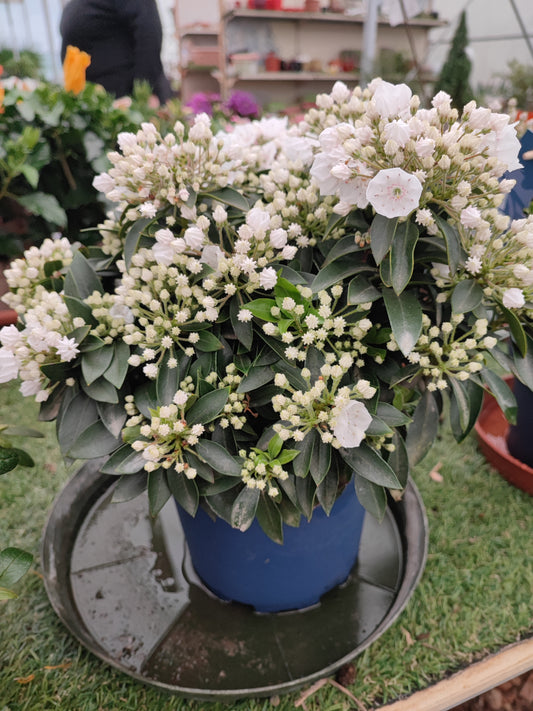 Kalmia