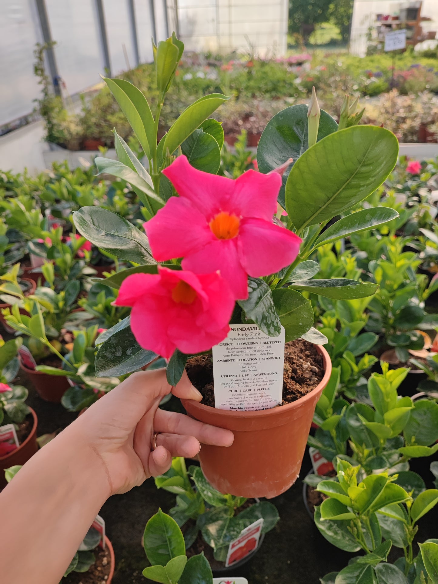 Dipladenia Sudanville