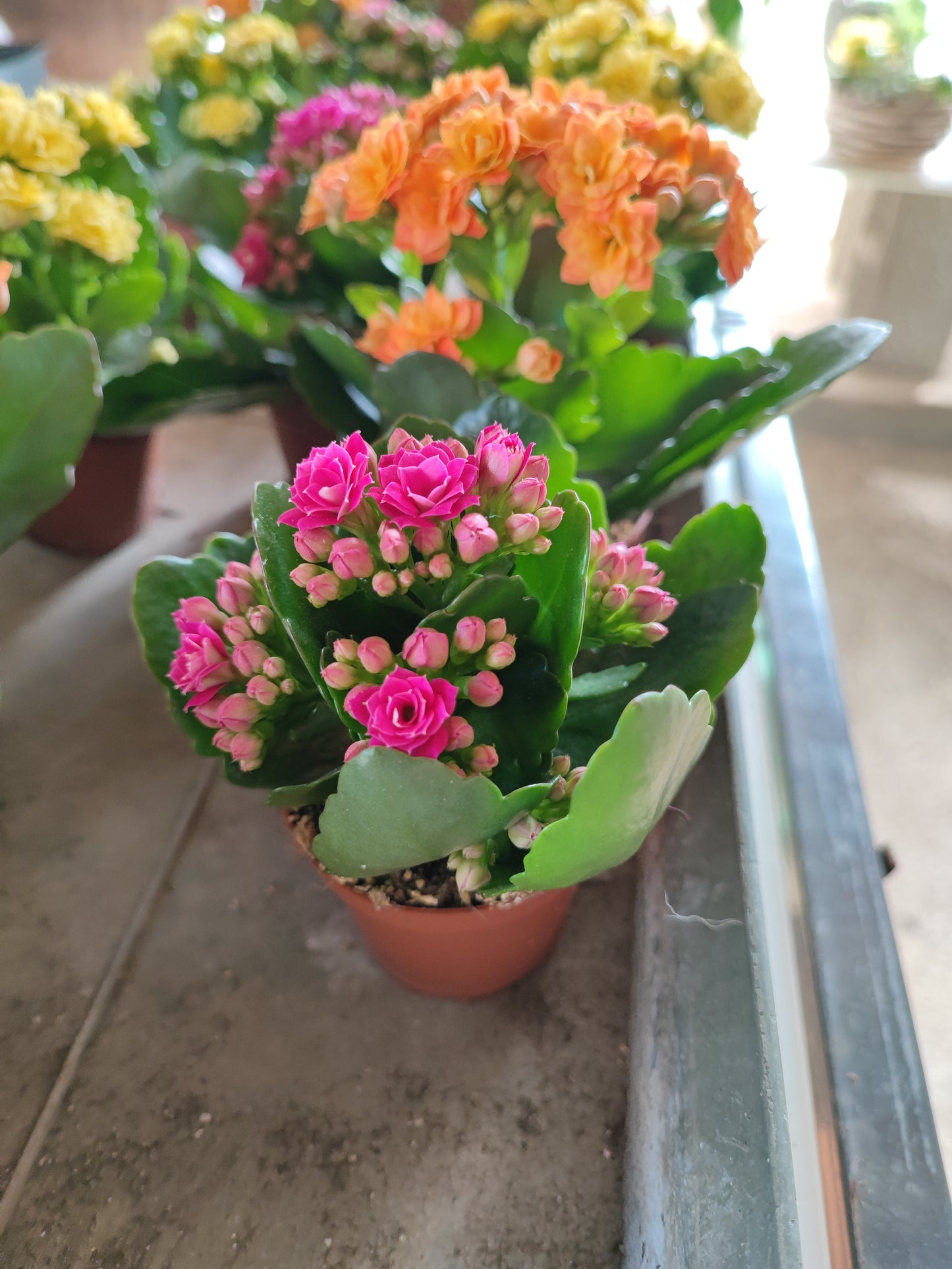 Kalanchoe