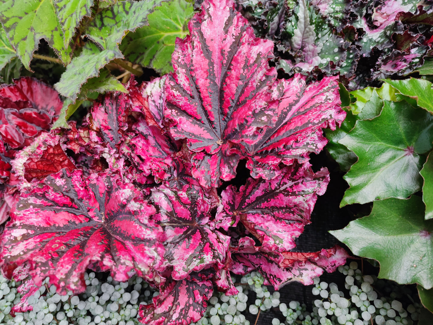 Begonia rex