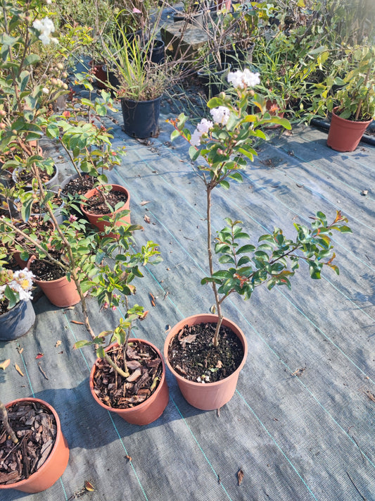 Lagerstroemia indica acoma