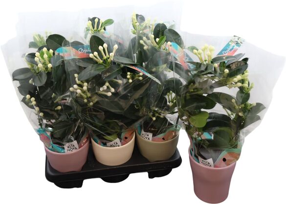 Stephanotis