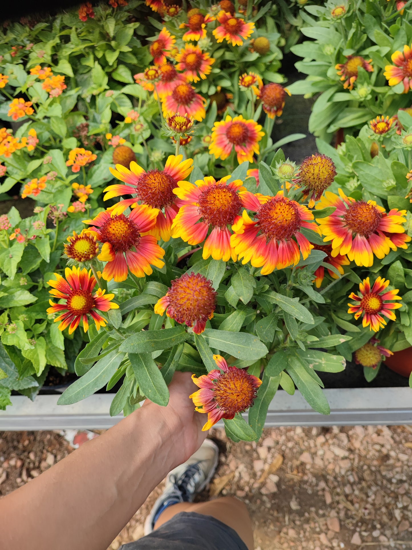 Gaillardia