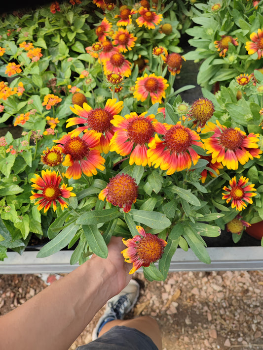 Gaillardia
