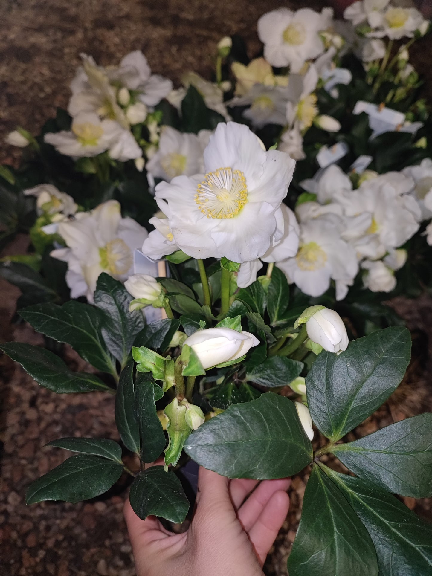 Helleborus Niger (Rosa di Natale)