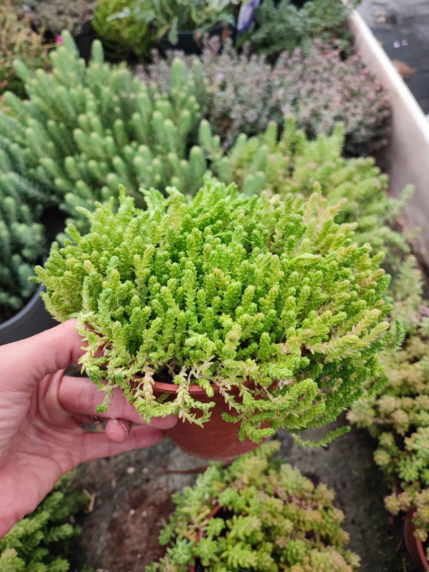 Sedum