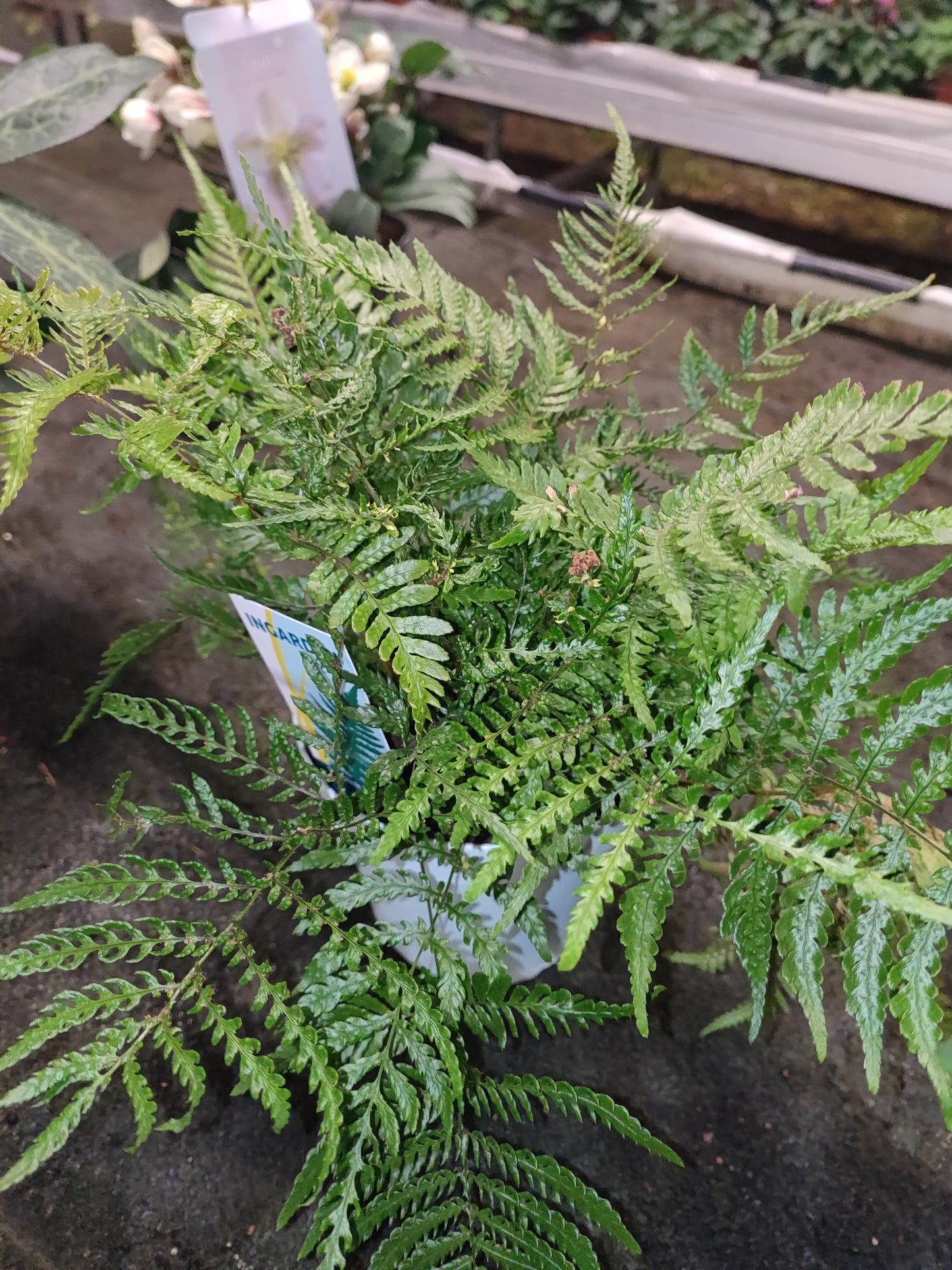 Dryopteris affinis