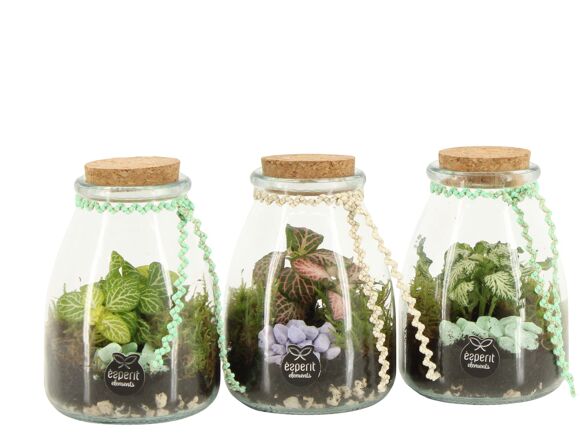 Terrarium