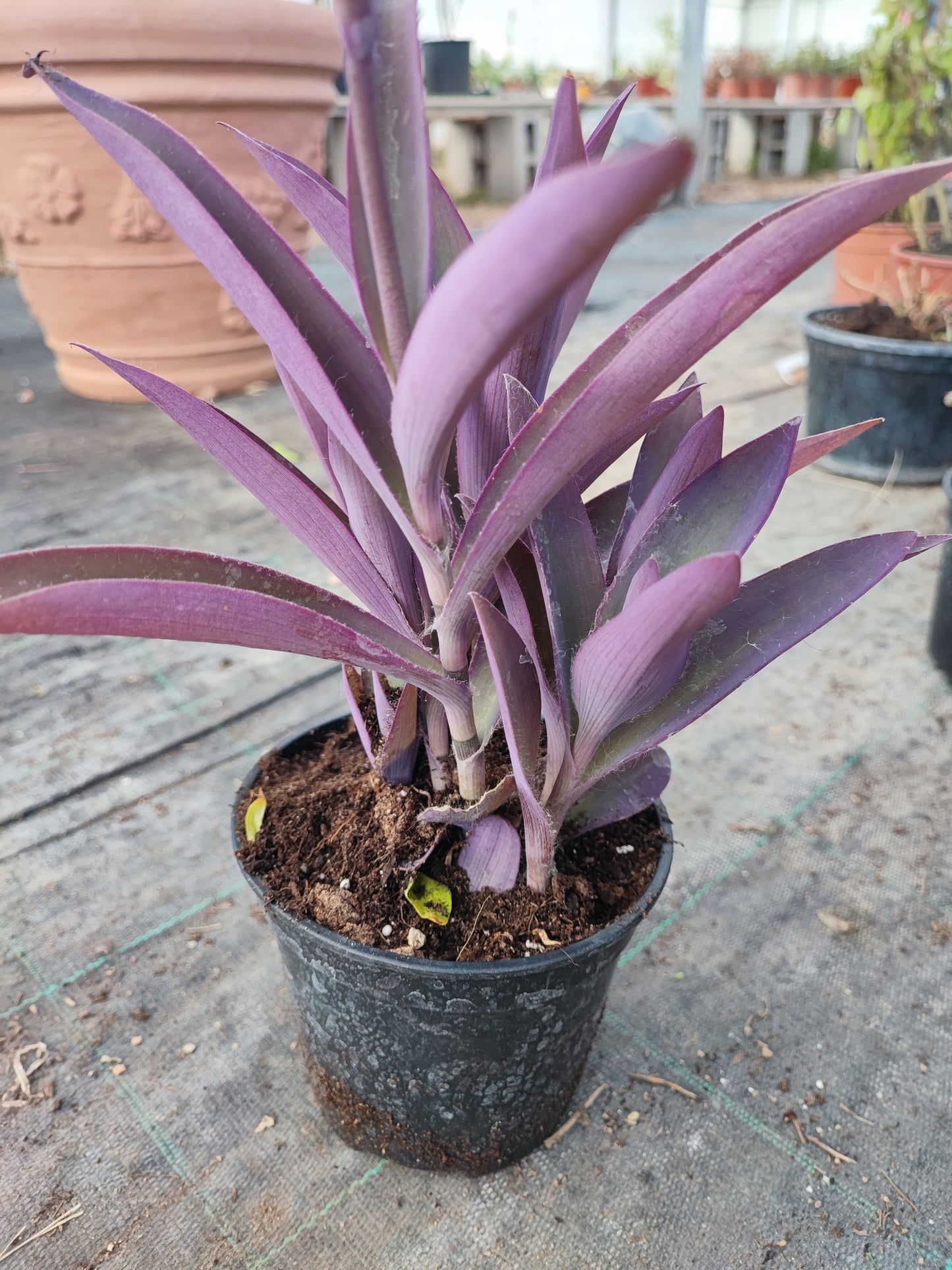 Tradescantia pallida purpurea