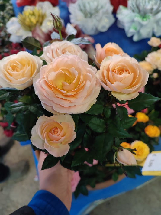 Rosa - Valmaflor#ValmaflorValmaflorRosa - Valmaflor