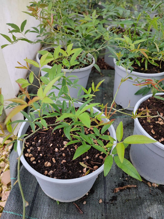 Rosa banskiae lutea plena - ValmaflorRosa banskiae lutea plenaValmaflorValmaflorRosa banskiae lutea plena - Valmaflor17 cm