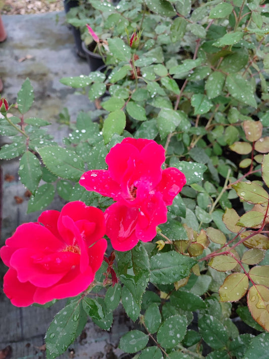 Rosa knock out - ValmaflorRosa knock outValmaflorValmaflorRosa knock out - Valmaflor19