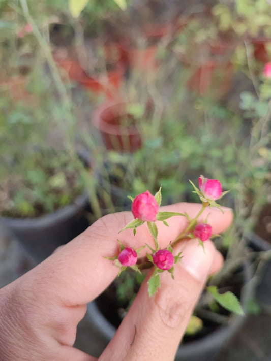 Rosa Lilly rose - ValmaflorValmaflorValmaflorRosa Lilly rose - Valmaflor