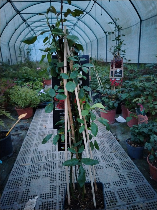 Rosa "Paul scarlet climber" - ValmaflorValmaflorValmaflorRosa "Paul scarlet climber" - ValmaflorValmaflorValmaflorRosa "Paul scarlet climber"17 cm75 cm