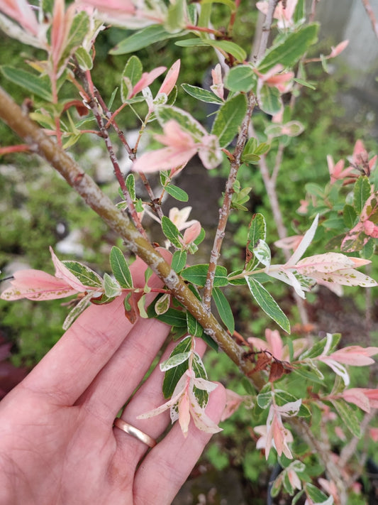 Salice integra - ValmaflorValmaflorValmaflorSalice integra - ValmaflorValmaflorValmaflorSalice integra22 cm120/130 cm