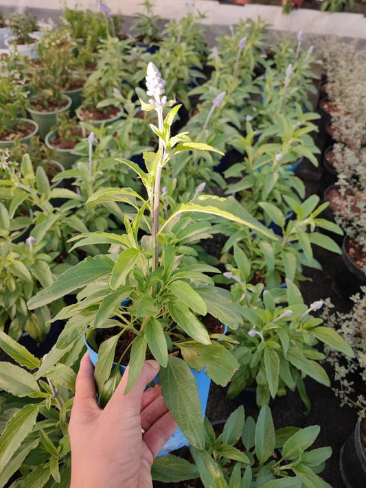 Salvia farinacea - ValmaflorValmaflorValmaflorSalvia farinacea - ValmaflorValmaflorValmaflorSalvia farinacea