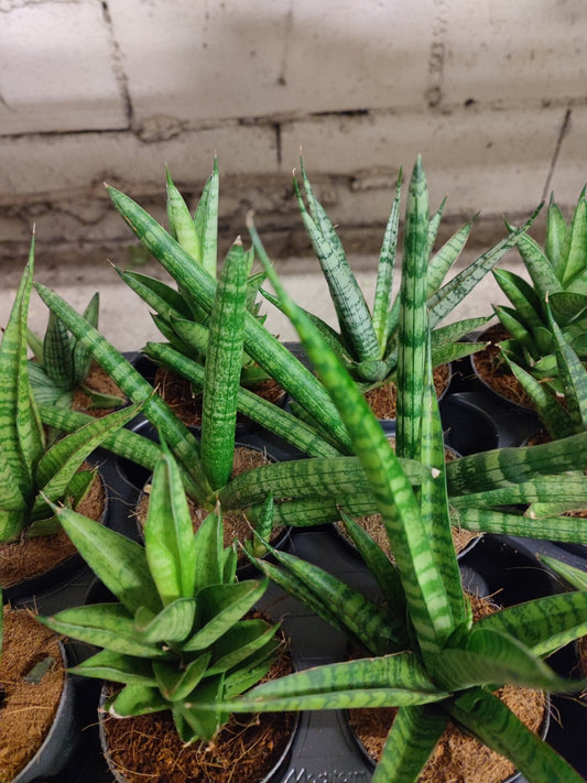 Sansevaria cilindrica - ValmaflorValmaflorValmaflorSansevaria cilindrica - ValmaflorValmaflorValmaflorSansevaria cilindrica