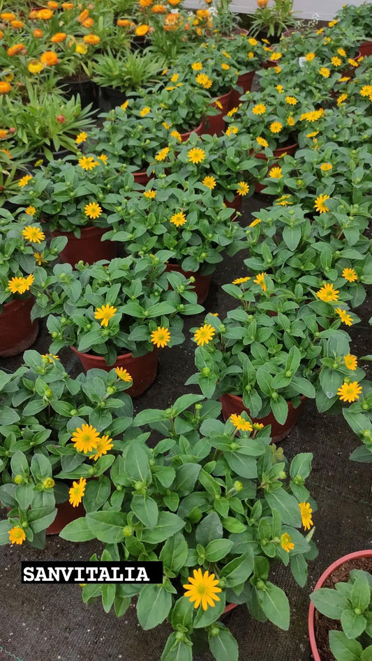 Sanvitalia - Valmaflor#ValmaflorValmaflorSanvitalia